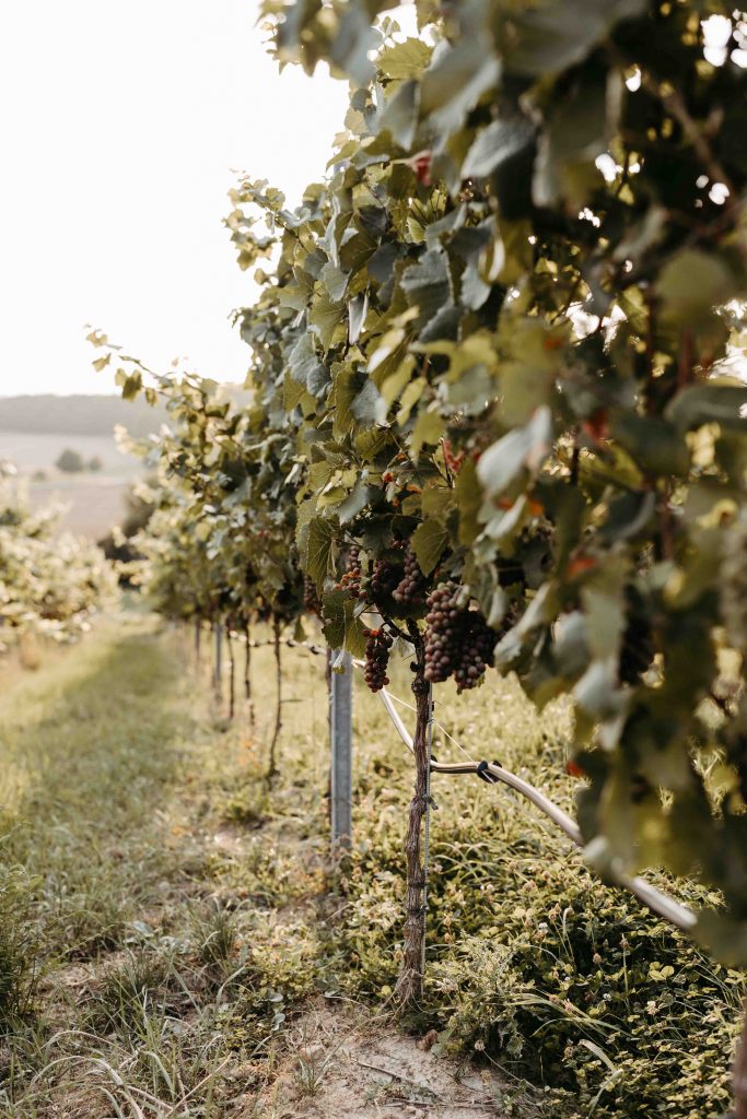 Klosterkelter Maulbronn Hochzeit